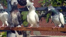 Iranian High Flyers pigeons -İran yüksek üçüş güvercini کبوتر اصیل ایران از تهران و کاشان