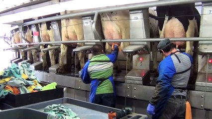 Where Your Milk Comes From