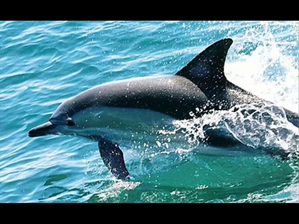 Dolphins
