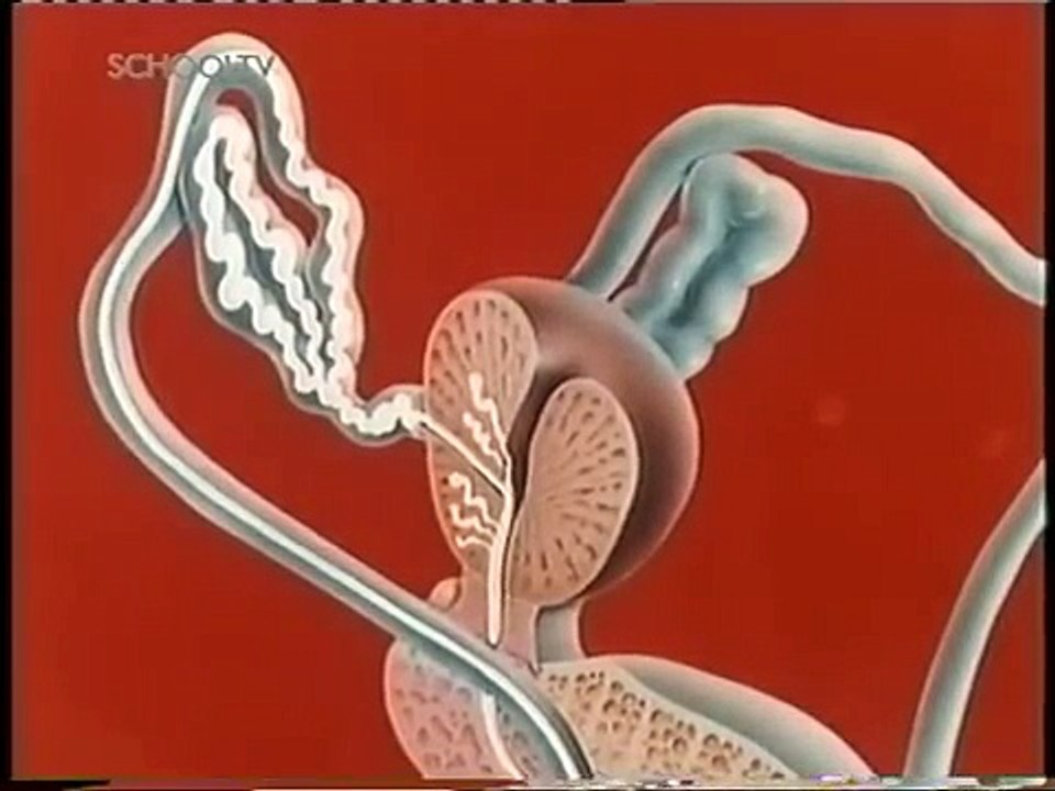 Bio-bits De man