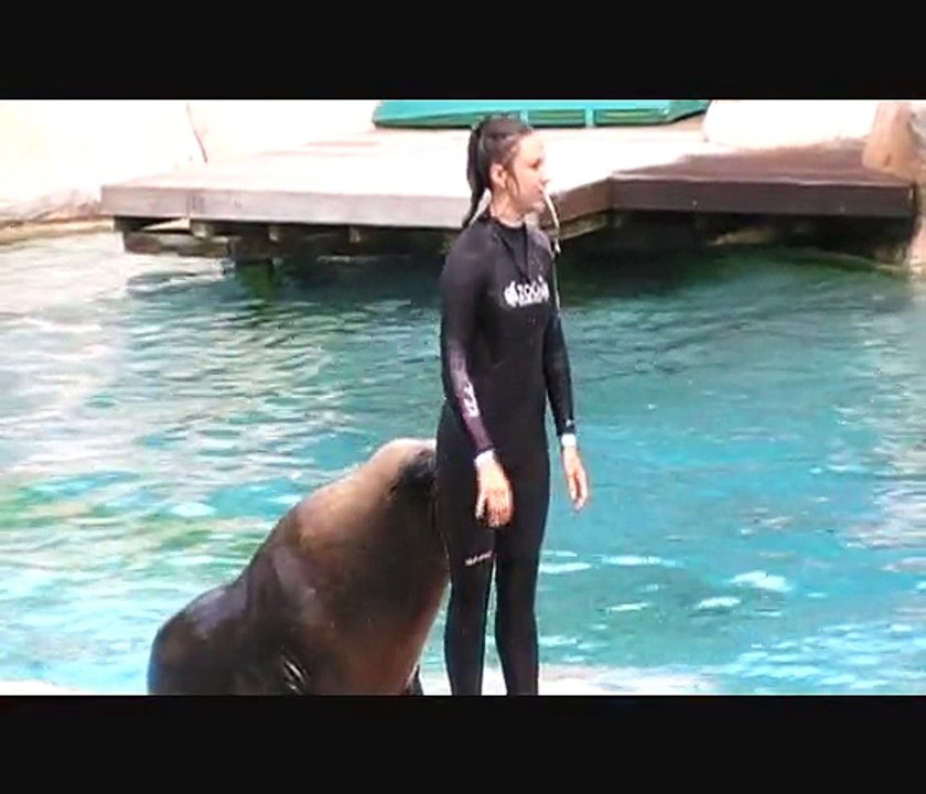 SUITE DU SPECTACLE D'OTARIE ZOO D' AMNEVILLE