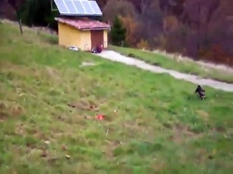 shiba inu Leo VS stanford ingles Darko (mieres)