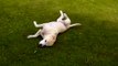 Labrador , Happy on the green grass 　ラブラドール　芝生の感触を満喫