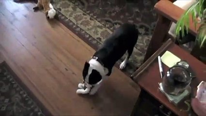 Boston Terrier Attacks Bear!