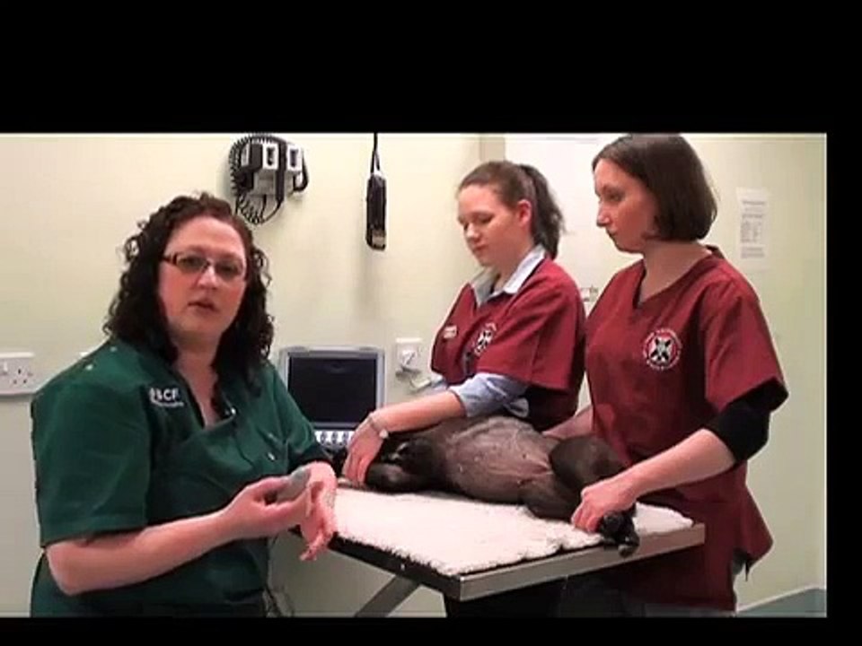 BCF Technology Abdominal Ultrasound Video 7 -- Ultrasound exam of the urinary bladder