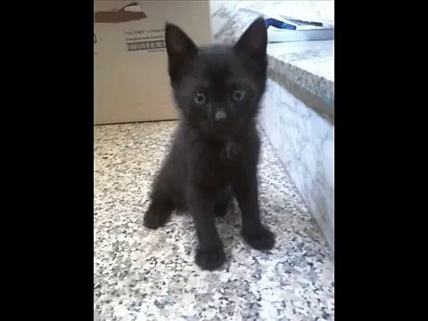 Salviamo gli animali dai laboratori (direttiva del 09/09/10:cani e gatti randagi come cavie)