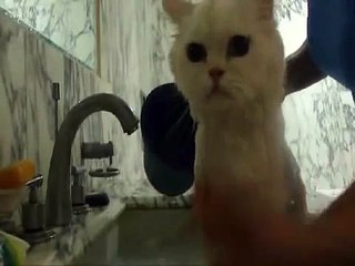 고양이 목욕시키기-은비/ bathing a cat-type 1