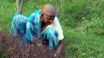 Preparing plants and herbs to produce ayurvedic medicine.