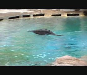 dressage d'otarie zoo amneville