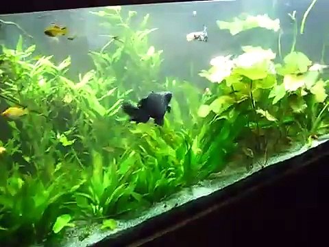 My 150 Gallon Fancy Goldfish Coldwater Community Fish Tank Aquarium