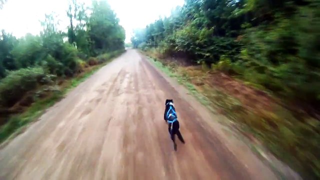 Entraînement alaskan 4 roues et bike-joring - Sled dogs fall training