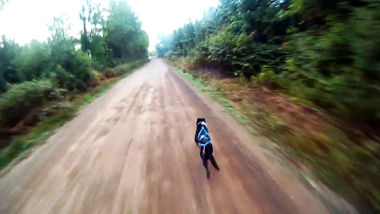 Entraînement alaskan 4 roues et bike-joring - Sled dogs fall training