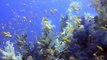 Scuba diving at PANORAMA REEF, Safaga, Red Sea, Egypt - Summer 2009