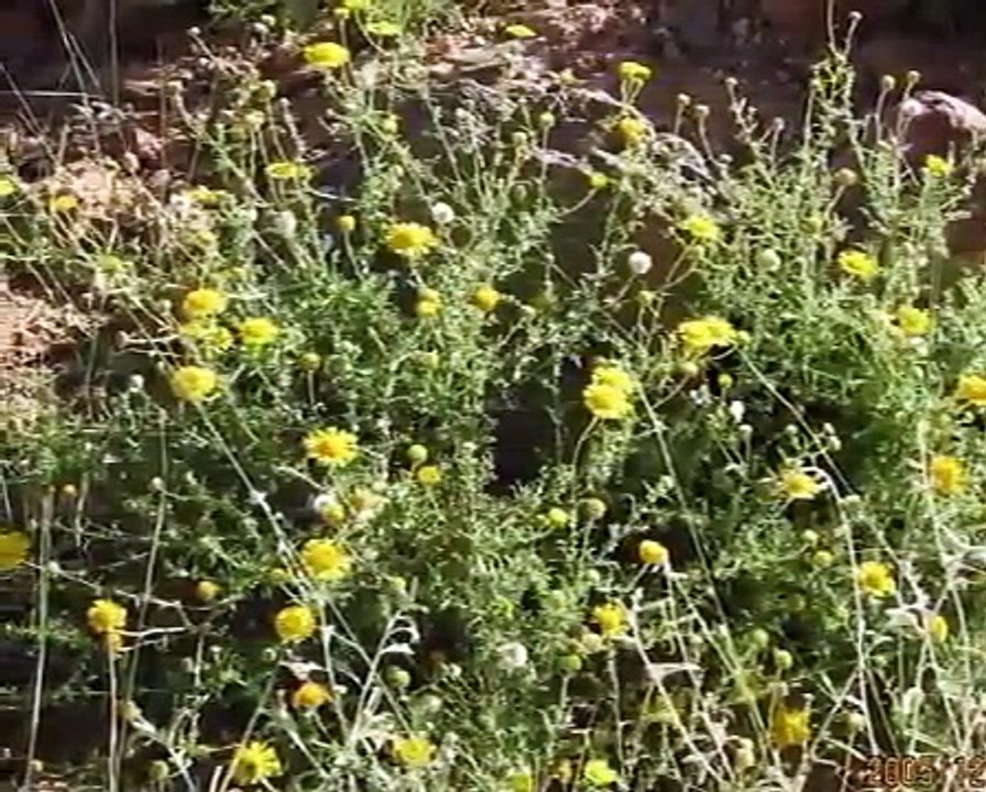جمال بلادي   3/4    الجزائر      algerie
