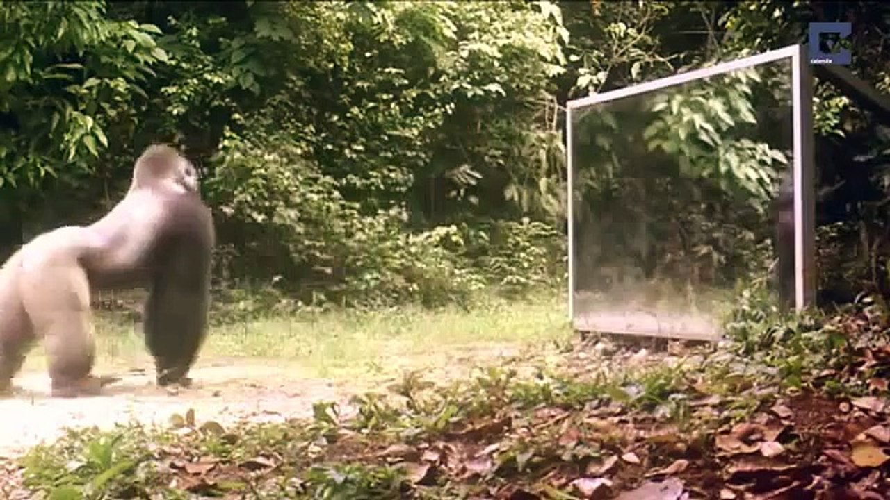 鏡に映った自分を見た野生動物たちは、、？その２