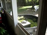 Turtle basking then freaking out