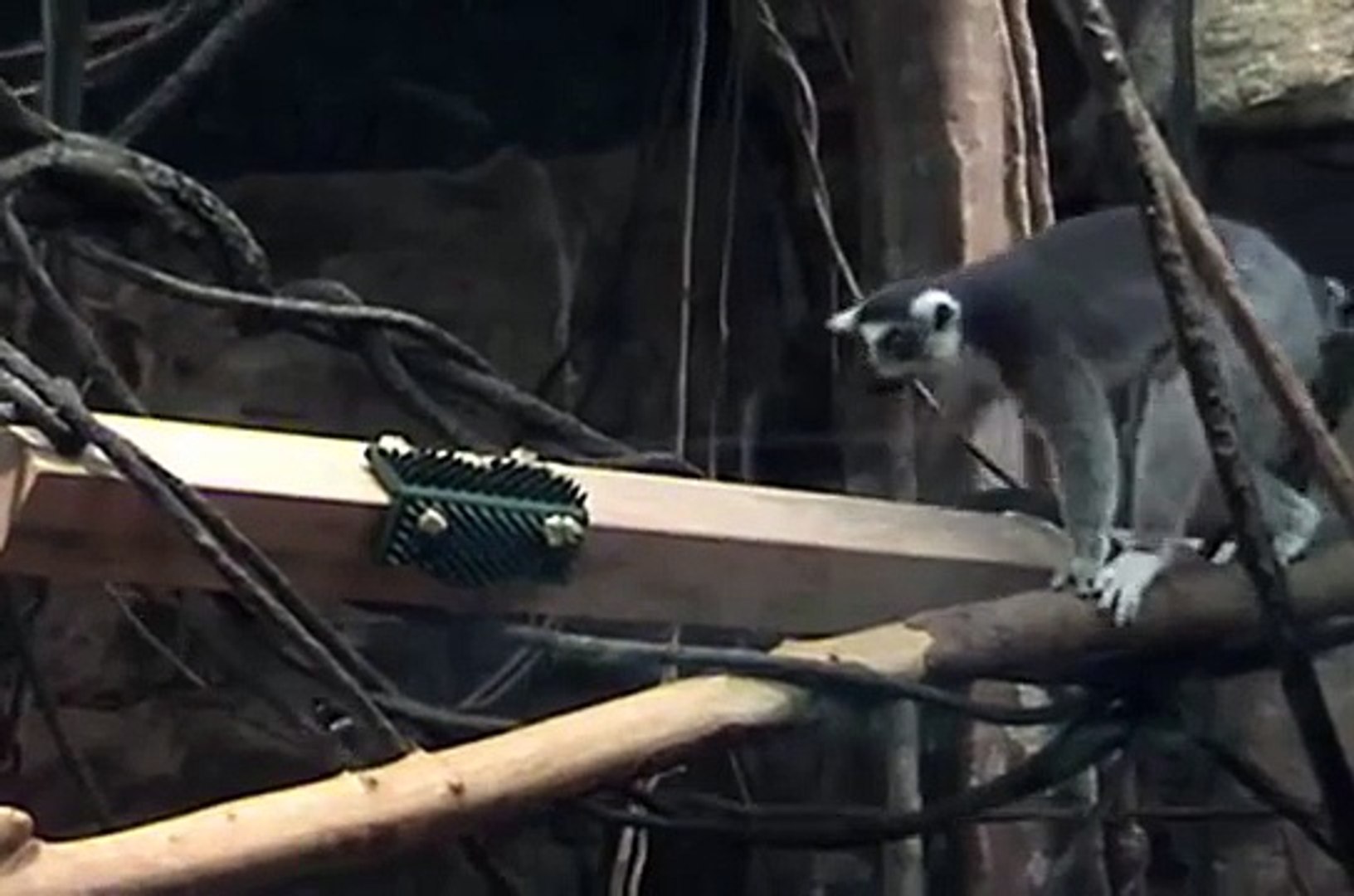 Educating Lemurs to Scratch n All at Zoo New England