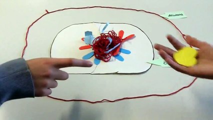 Mitose & Zellteilung: Verständliche Präsentation für Biologie-Kurs Gruppe B 🔬