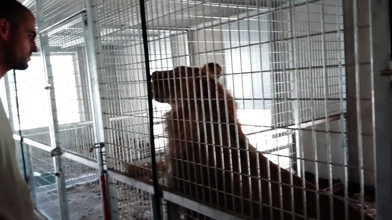 Les lions du parc de l'Auxois s'amusent avec le chef animalier du parc, Geoffrey