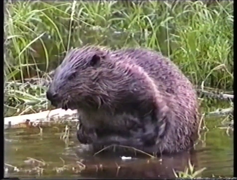 Bever opptak fra Ut i naturen (Castor fiber)