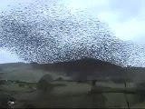 Flocking Starlings