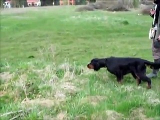 Gordon setter- field trial training