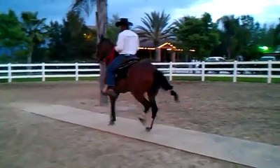 (Rancho De Milagro Paso Finos)Lunita De Milagro(Portal De La Luisa X Luna LLena La Rosa)
