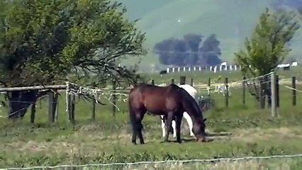 Discussing Hate Mail  and Advice from Horse Trainers - Lecture - Rick Gore Horsemanship