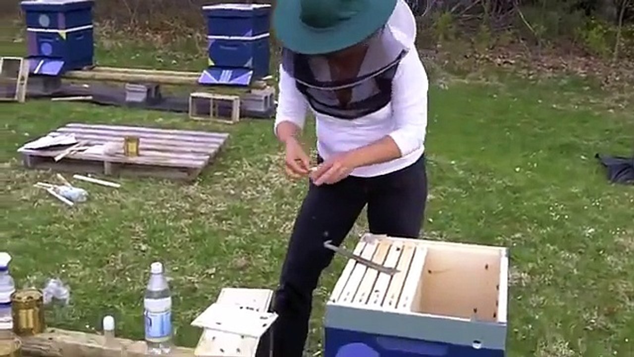 Honey Bee Package Installation