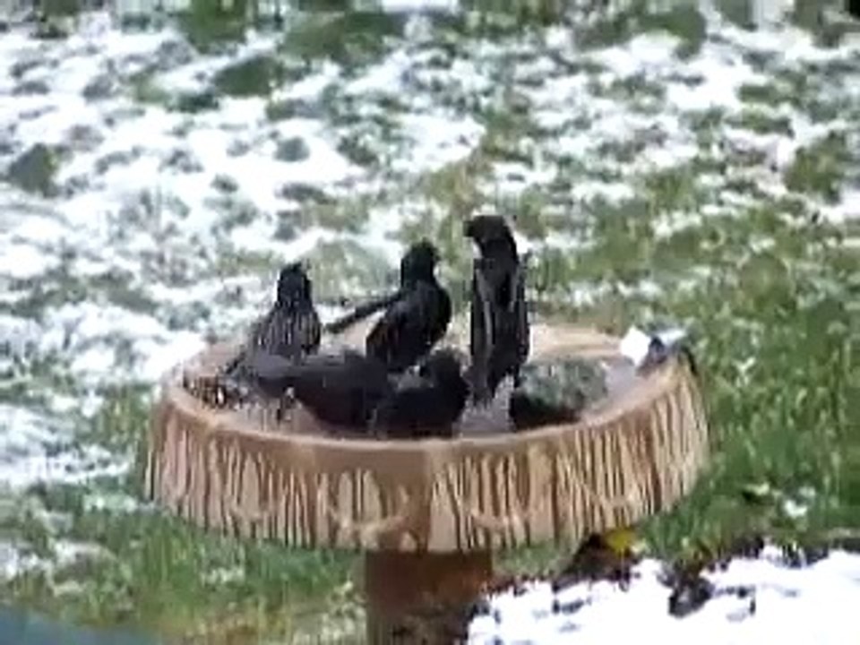 birds in heated birdbath