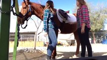 HorseyDesertDuo:Double Bareback Riding, English tack, Jumping, New Member, Horse Books