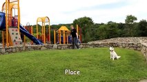 9 month old puppy with no obedience transforms with Off Leash K9 Training, Columbia