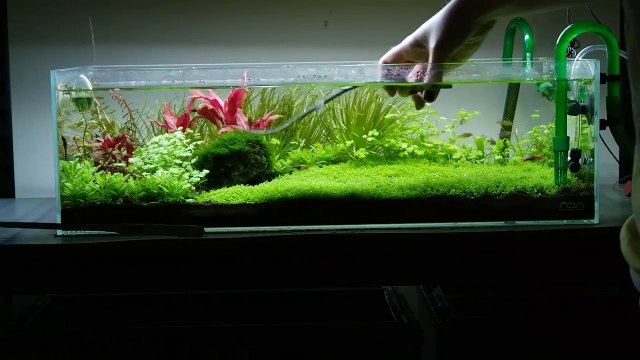 Freshwater Aquarium Maintenance