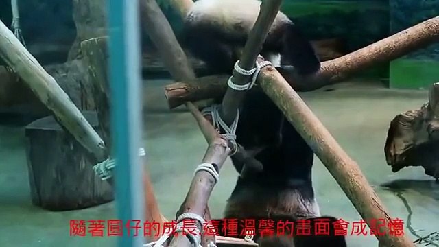 20141104圓麻搓圓仔溫馨又慈愛