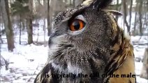 2014 Eurasian Eagle Owl