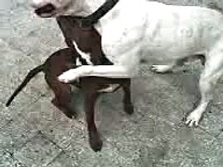 PELEA  PITBULL Y DOGO ARGENTINO FIGHT FIGHTS -JUEGO O PELEA?