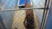 DOGS (17!!!!) for ADOPTION @ North Platte Animal Shelter ~ 7-10-2012