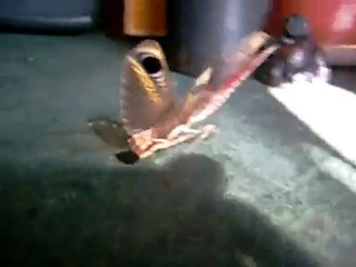 Peacock Mantis gets really mad