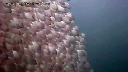 Giant Bait Ball of Fish, King Cruiser Wreck by Freedom Divers, Phuket