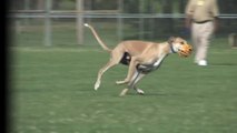 Pet Pals - Prison Greyhounds