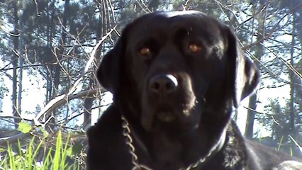 Dog sneezing, yawning and licking. Silence. Pines.