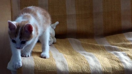 Indi , chasseur de lapin