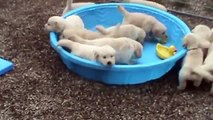 Cachorros de perro Golden Retriever quieren bañarse en la piscina pero no hay agua