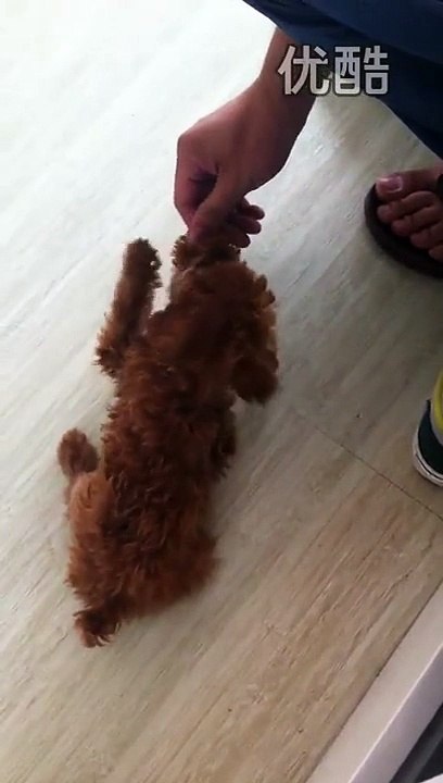 视频: 狗狗泰迪贵宾犬训练视频（装死，坐下，握手，翻滚）