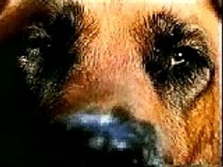 Nissan Pathfinder Commercial - Dogs Love Trucks