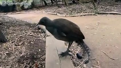 Лирохвост издаёт звуки лазерной пушки Lyrebird making a sound laser gun