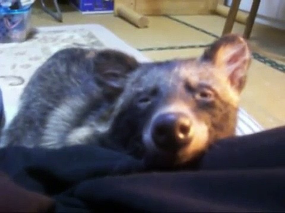 たぬきのポチのイビキ　Snoring of Pochi of the raccoon dog
