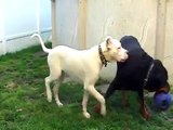 dogo argentino and rottweiler