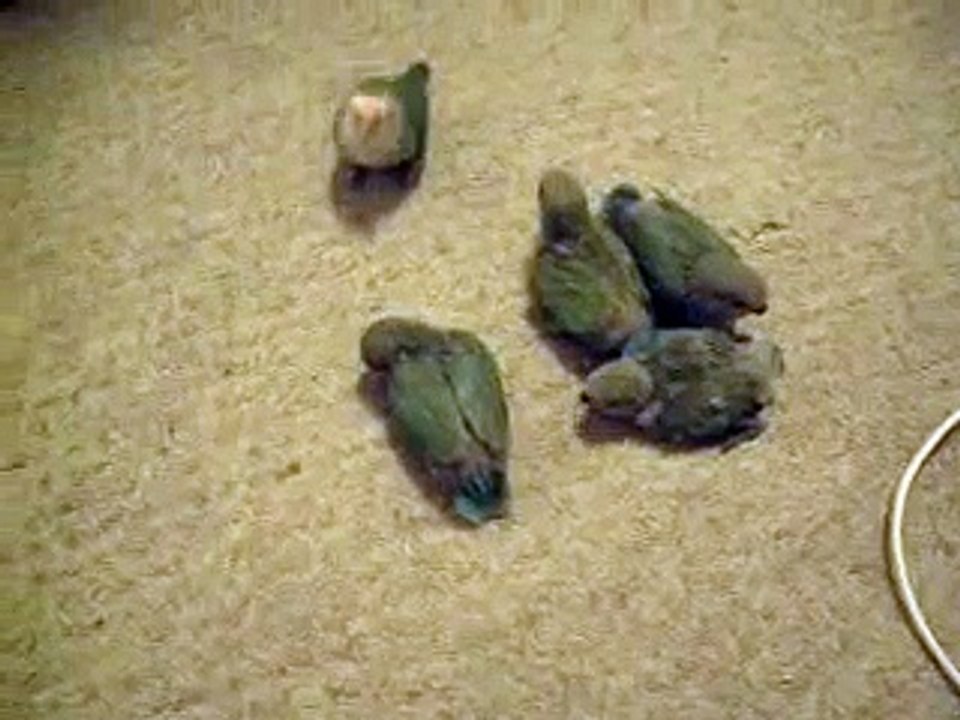 LaLa, LuLu,LoLo,LiLi