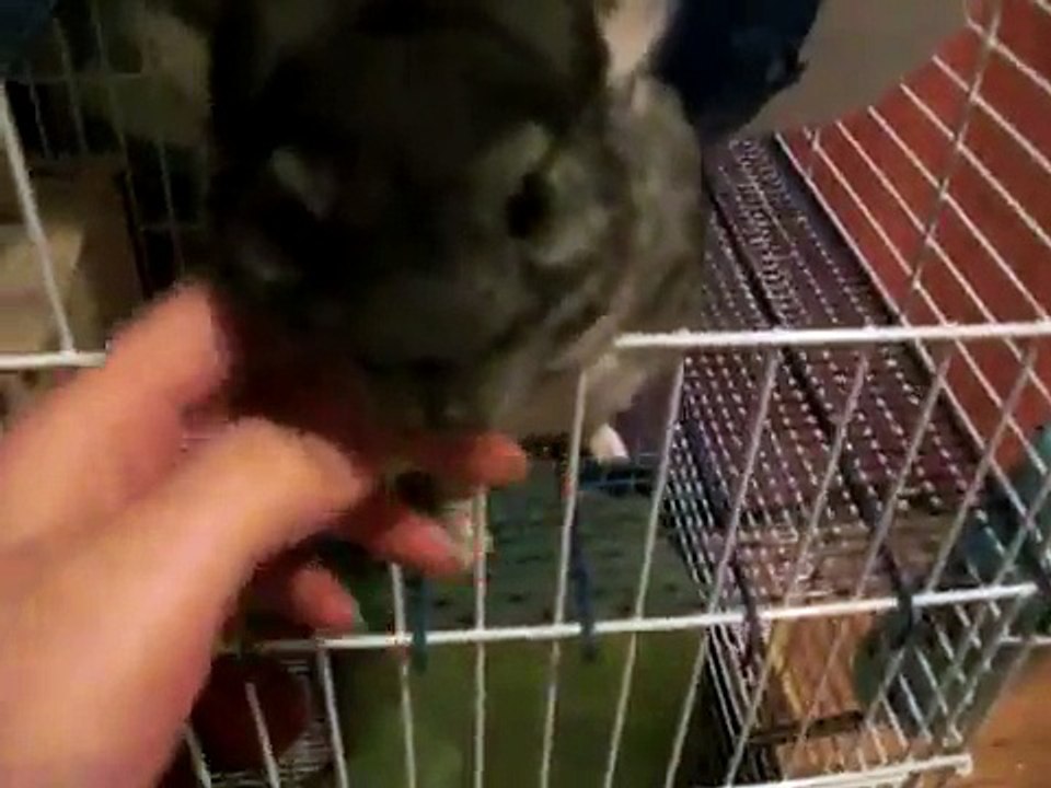 可爱龙猫